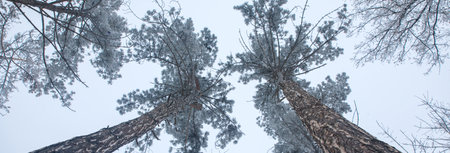 Winter landscape with trees in the forestの写真素材