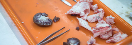 dissected animal in the tray.の写真素材