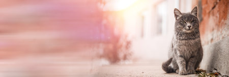 Cat sitting on the streetの写真素材