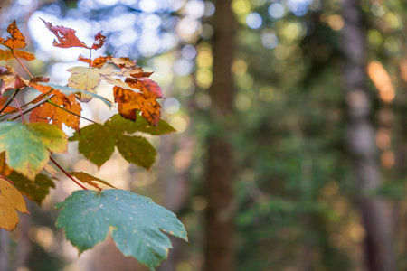 Yellow leaves in the forest on a treeの写真素材