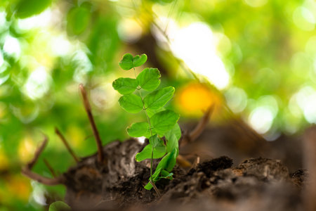 Emerging Life: Close-Up of Green Sprout from Soilの写真素材