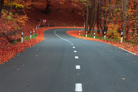 Asphalt road running through an autumn forest during the dayの写真素材