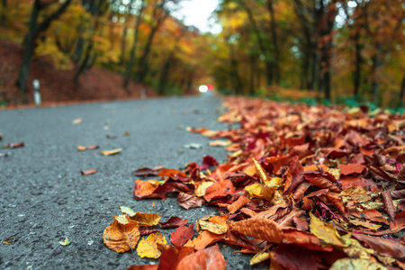 A beautiful picture of a leaf fall focusing on the yellow-red leaves lying on the asphaltの写真素材