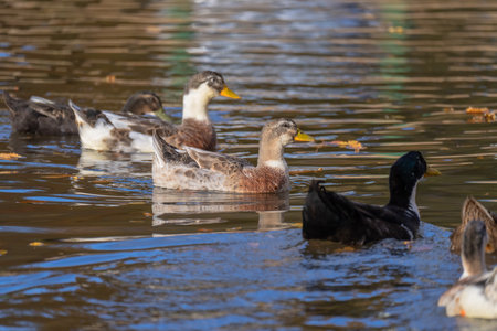 Lake Serenity: Ducks Gracefully Swimmingの写真素材