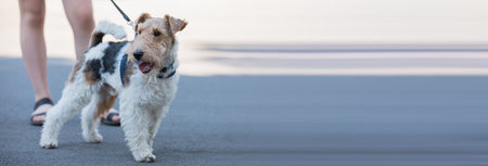 portrait of a retriever puppy in street with a girlの写真素材