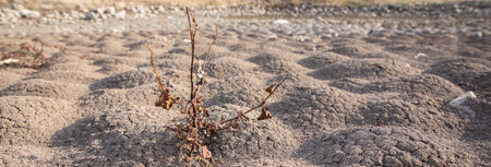 dry tree in dry soil backgroundの写真素材