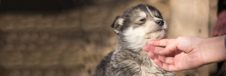 woman hand in dog mouth in garden