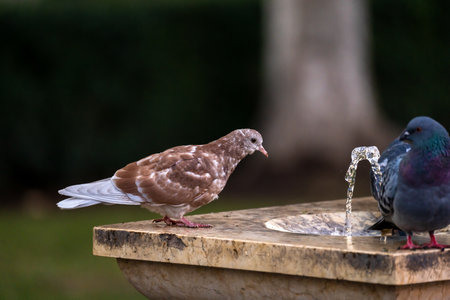 Pigeons living in the cityの写真素材