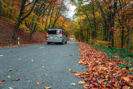 The car on the road lined with autumn treesの写真素材