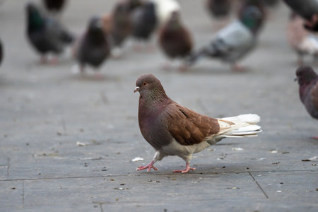 Pigeons living in the cityの写真素材