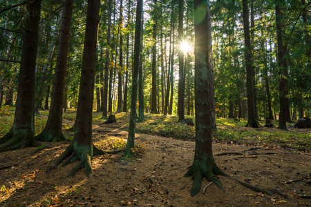 The deep green forest in all its beauty, the sunlight withinの写真素材