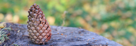 Brown Fir Cone on the Old Stumpの写真素材