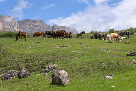 Horses grazing in a field, mountain viewの写真素材