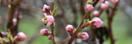 Bee on a flower of the white cherry blossoms.