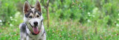 Dog husky with different color eyes in the green grass background.