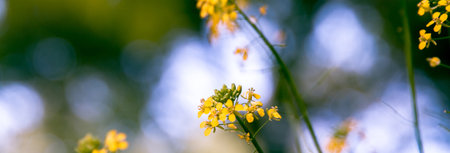 Blurred background with growing yellow flowers