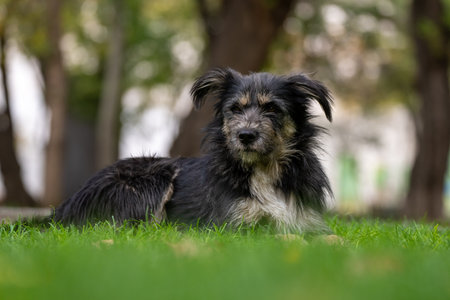 Beautiful black dog lying on green grass, Stock Photoの写真素材