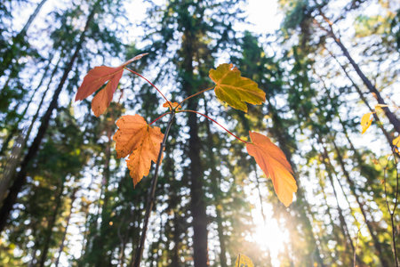 Yellow autumn leaf in the autumn forest, beautiful yellow autumn, autumn picture, stock photoの写真素材