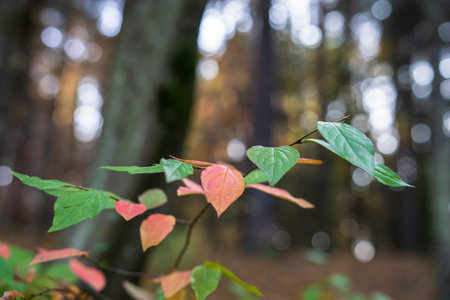 Autumn green, yellow, red leaves in the foreground, beautiful autumn forest, autumn picture, stock...