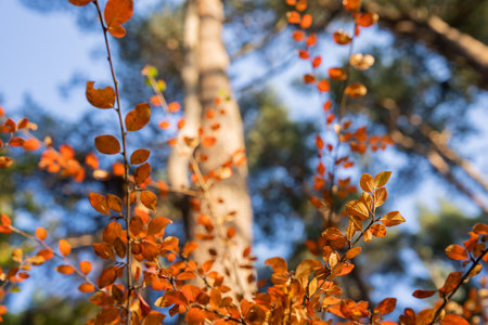 A branch of a tree with autumn leaves, beautiful natural pictureの写真素材