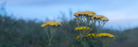 Summer flowers in green fieldの写真素材