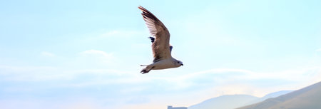 Great black-backed gull flying over the lake.の写真素材