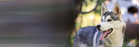 Dog husky with different color eyes in the green grass background.の写真素材