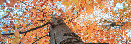 Close up of a tree log with orange leaves.の写真素材