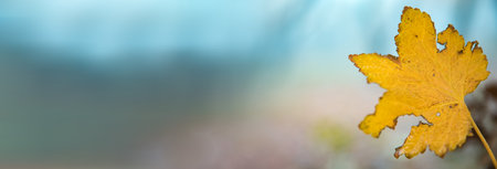 yellow leaves in natureの写真素材