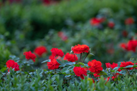 Red spring flowers, green cityの写真素材