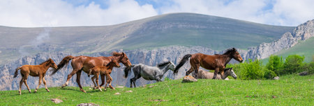 Horses graze in the mountains during the dayの写真素材