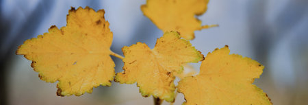 yellow leaves in garden under sky