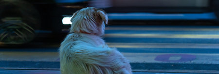 Dog sitting on the street in the eveningの写真素材