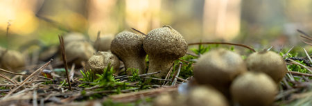 Mushrooms in the forest, macro shot