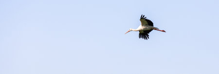 Stork in the sky during the day