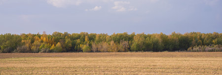 Field and forest during the day