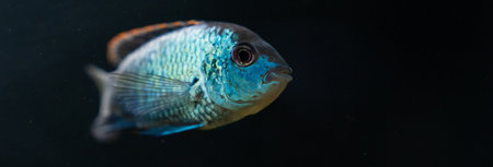 Beautiful fish in an aquarium