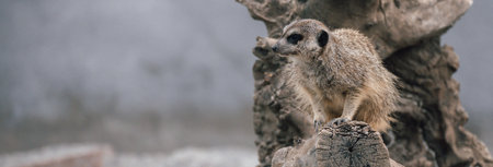 Meerkat on a branch during the day