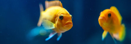 Beautiful fish in an aquariumの写真素材
