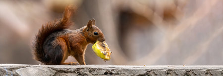 A squirrel with a piece of fruit standsの写真素材