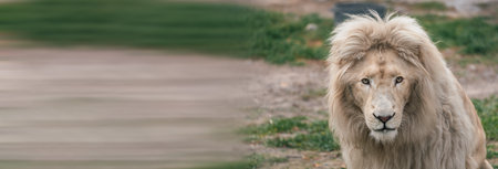 Beautiful mature lion lying down during the dayの写真素材