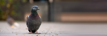 Pigeons living in the cityの写真素材
