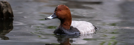 Common Pochard swimming in the lake, natural sceneの写真素材
