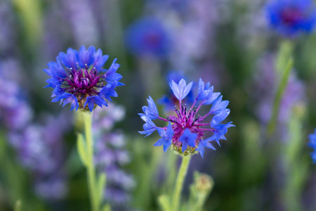 beautiful dark blue field flowers close upの写真素材