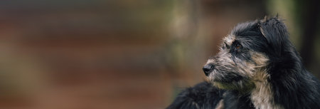 "Elegance in Fur: Beautiful Black Dogの写真素材