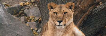 Majestic Repose: The Lying Tigerの写真素材