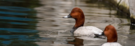 Common Pochard swimming in the lake, natural sceneの写真素材