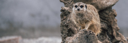 Meerkat on a branch during the dayの写真素材