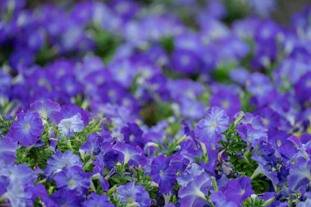 Purple flowers in a city park, close upの写真素材