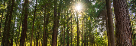 The deep green forest in all its beauty, the sunlight within